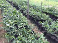 Саженцы грецкого ореха "Реченский"