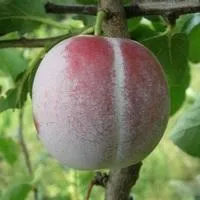 Саженцы сливы Ренклод Альтана