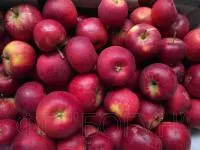 Саджанці яблуні Богемія